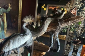 Beykoz’da baskın yapılan evde Nil timsahı, anakonda yılanı ele geçirildi