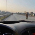 Bursa’da başıboş atlar anayolda tehlike saçtı