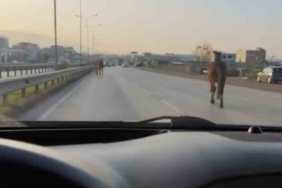 Bursa’da başıboş atlar anayolda tehlike saçtı