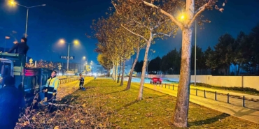 Bursa’da çınar ağaçlarına kış bakımı