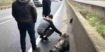 Çarptığı yaralı köpeği sevdi, başından ayrılmadı