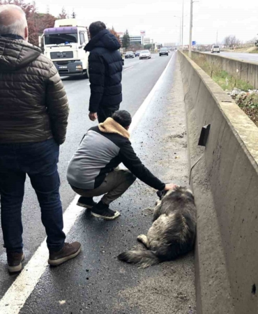 Çarptığı yaralı köpeği sevdi, başından ayrılmadı