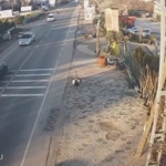 Çatalca’da bir işletmeden kaçan deve kuşları ortalığı birbirine kattı