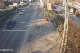 Çatalca’da bir işletmeden kaçan deve kuşları ortalığı birbirine kattı