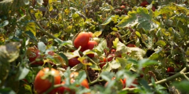 Çiftçinin domatesi, biberi, soğanı artık tarlada kalmayacak