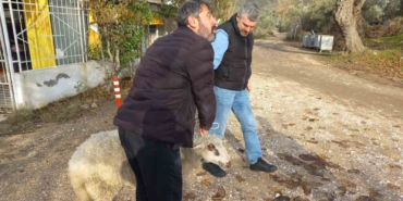 Erdek’te kayalıklarda mahsur kalan koyun kurtarıldı