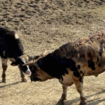 Gelibolu’da hayvan çiftliğindeki yangında 5 büyükbaş telef oldu