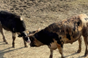 Gelibolu’da hayvan çiftliğindeki yangında 5 büyükbaş telef oldu