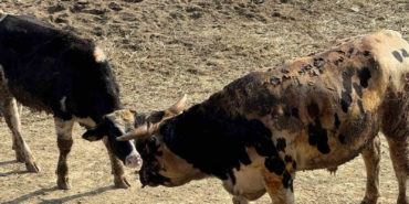 Gelibolu’da hayvan çiftliğindeki yangında 5 büyükbaş telef oldu