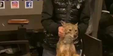 İstanbul Boğazı’nda bu da oldu: Balık tutarken tilki yakaladılar