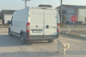 Kamyonetin arkasına bağlanarak sürüklenen köpek kurtarıldı, şahıslara cezai işlem uygulandı