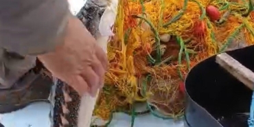 Karabigalı balıkçı nesli tükenmekte olan Mersin Balığı yakaladı