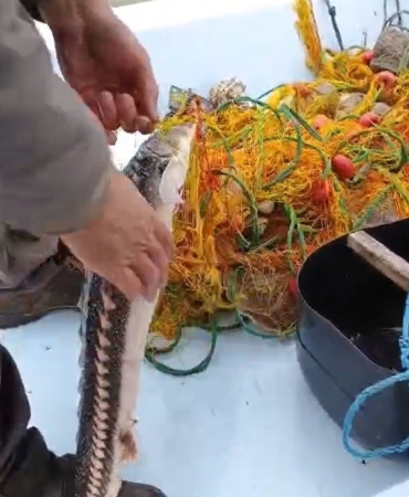 Karabigalı balıkçı nesli tükenmekte olan Mersin Balığı yakaladı