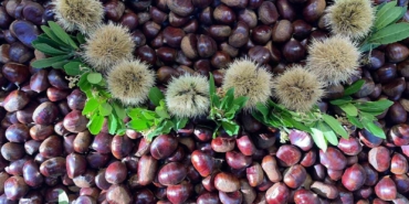 Kış harikası kestane her derde deva