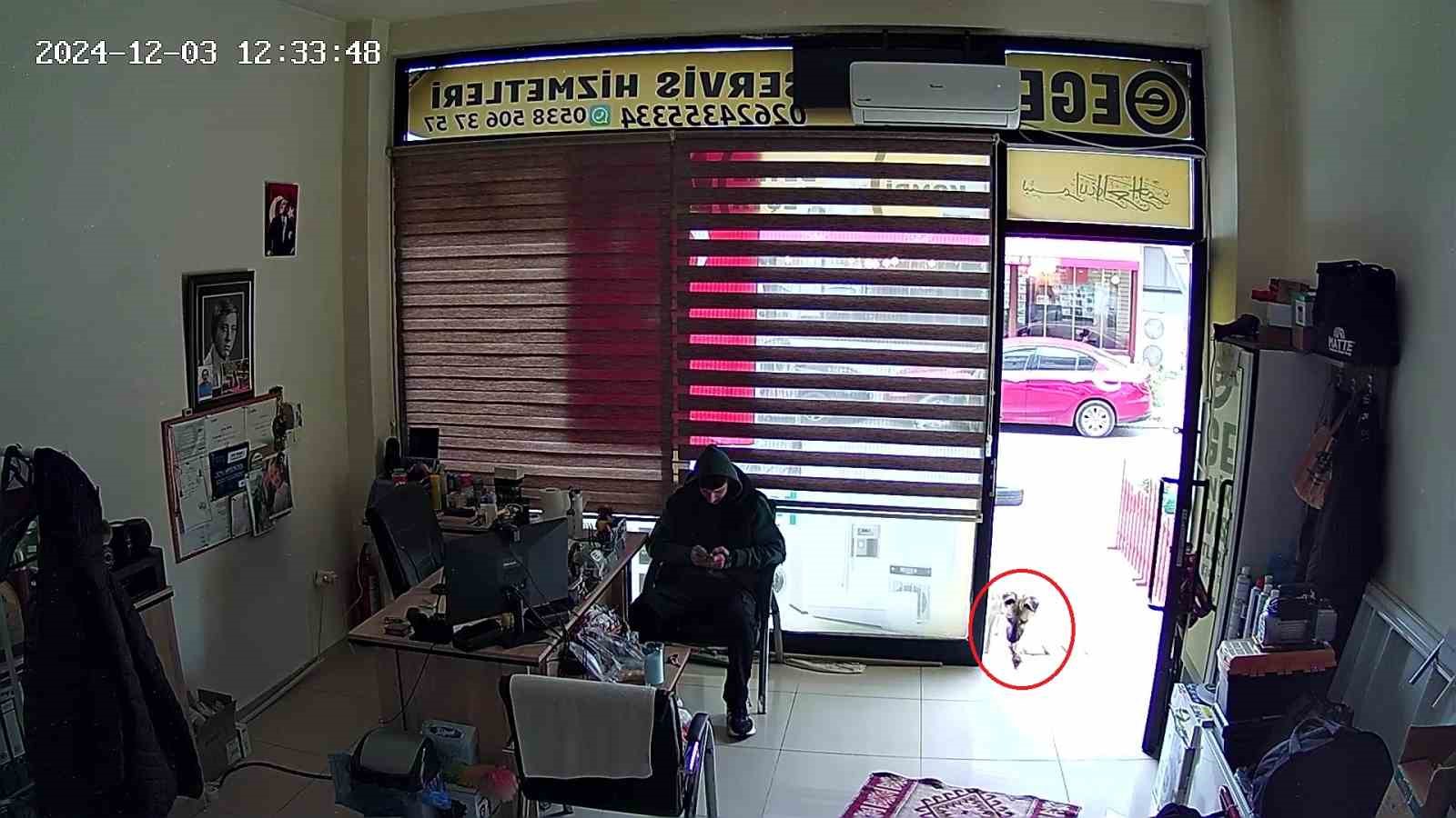 Köpek, esnafa vefa borcunu böyle ödedi