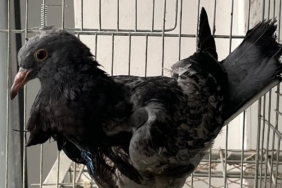 Kursağı yırtılan yaralı güvercin hayata tutundu