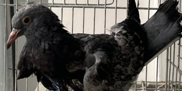 Kursağı yırtılan yaralı güvercin hayata tutundu