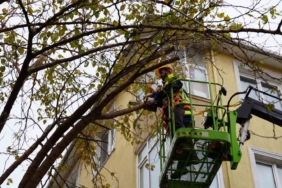 Maltepe’de ağaçların budanmasına başlandı