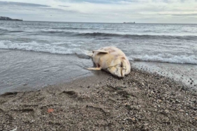 Marmara Denizi’nde ölü yunus balığı bulundu