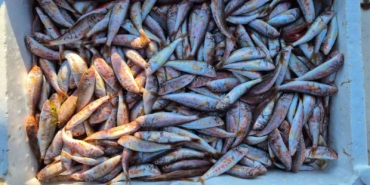 Marmara’da balıkçılar farklı balık türü ile dönüyor