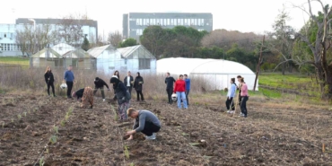 Organik enginarlar BUÜ Ziraat Fakültesi’nden