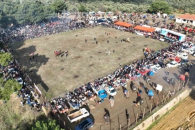 Pelitköy deve güreşleri için geri sayım başladı