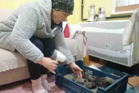 Sancaktepe’de çöp konteynerine atılmış poşet içinde 11 yavru köpek bulundu