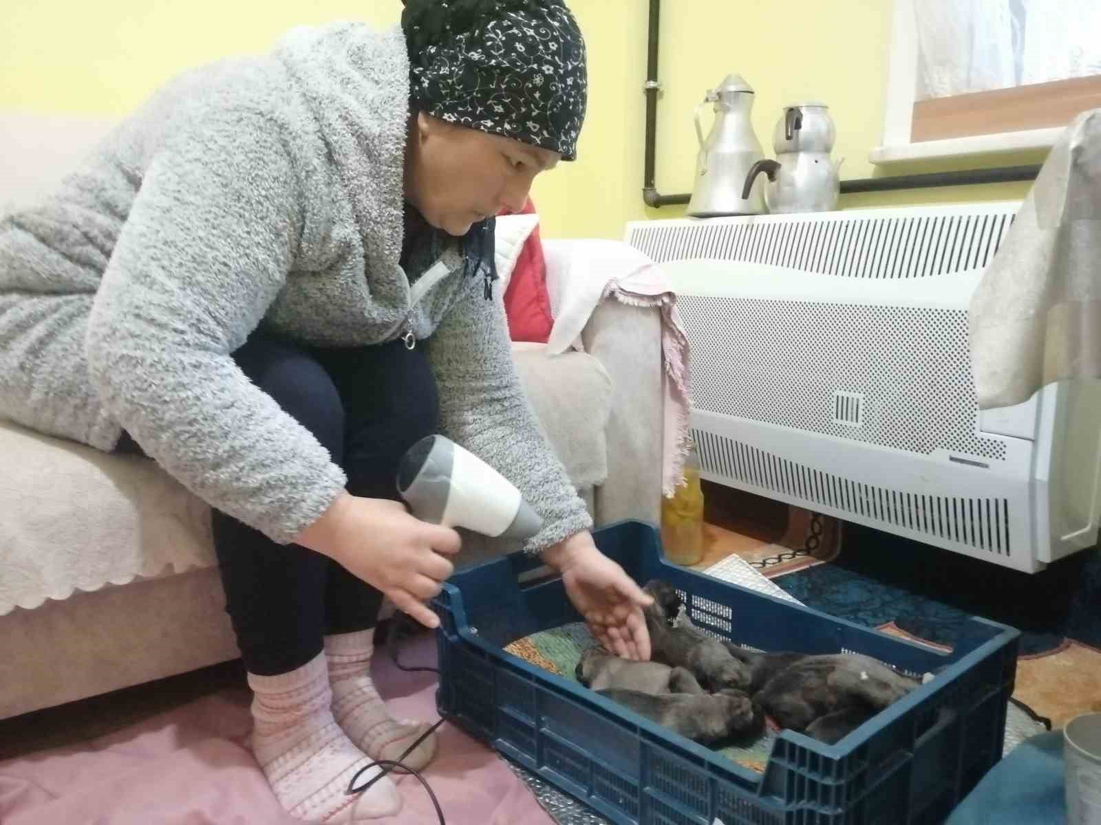 Sancaktepe’de çöp konteynerine atılmış poşet içinde 11 yavru köpek bulundu