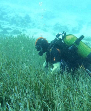 Saros ve Göcek’te deniz çayırları ve mercan habitatlarının korunması çalışmaları devam ediyor