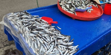 Tekirdağ’da hamsi 150 lira, istavrit 100 lira