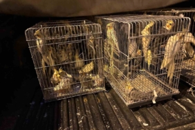 Tekirdağ’da kuş operasyonu