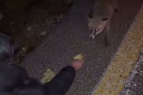 Tilkiyi cipsle besledi, o anları kayda aldı