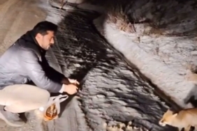 Tilkiyi eliyle besledi, o anları kayda aldı