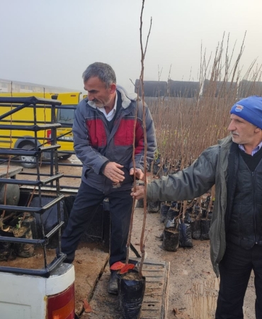 Üreticilere yüzde 50 hibeli Trabzon hurması ve yaban mersini fidanı