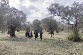 "Yeşil altın" bekçileri hırsızlara geçit vermiyor