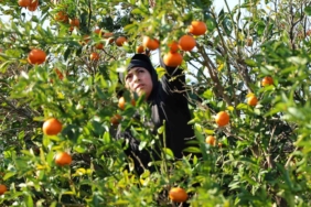 2024 ve 2025’in en mutlusu mandalina ve portakal çiftçisi olabilir