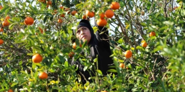 2024 ve 2025’in en mutlusu mandalina ve portakal çiftçisi olabilir