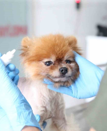 2024’te can dostların derdine deva hastalığına şifa oldular