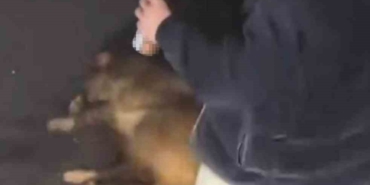 Alkollü şahıslar, cadde ortasında domuza eziyet edip o anları sosyal medyada paylaştı