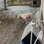 Avcılar’da ağızlıksız gezdirilen pitbull köpek kediyi parçaladı, sahibi gözaltına alındı