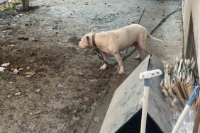 Avcılar’da ağızlıksız gezdirilen pitbull köpek kediyi parçaladı, sahibi gözaltına alındı
