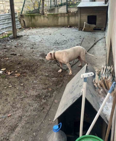 Avcılar’da ağızlıksız gezdirilen pitbull köpek kediyi parçaladı, sahibi gözaltına alındı