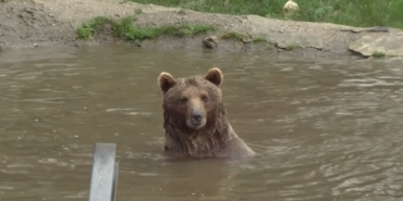 Ayı firarda...Milli parklar ve bölge sakinleri alarmda