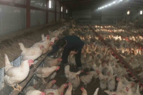 Bahçesinde hobi olarak başladı, şimdi 3 bin adet tavuğu var