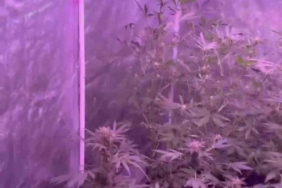 Bandırma’da uyuşturucu imalathanesine baskın: 1 gözaltı