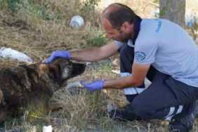Beylikdüzü’nde 2024 yılında 3 bin 150 hayvanın tedavisi yapıldı