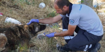 Beylikdüzü’nde 2024 yılında 3 bin 150 hayvanın tedavisi yapıldı
