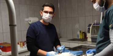 Bilecik’te 3 köpeğe sezaryen operasyonu gerçekleştirildi