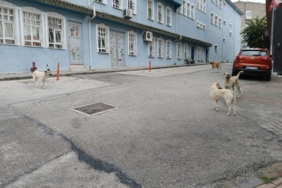 Bilecik’te başıboş köpekler yüzünden vatandaşlar sokağa çıkamıyor