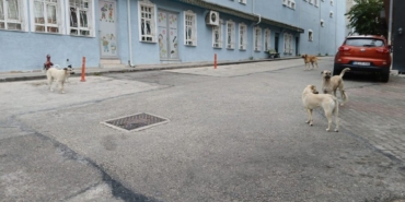 Bilecik’te başıboş köpekler yüzünden vatandaşlar sokağa çıkamıyor